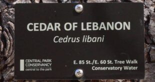 Cedar of Lebanon tree in Central park New York City